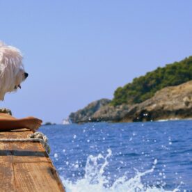 Kreuzfahrt-mit-Hund