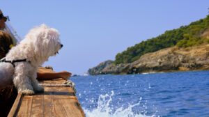 Kreuzfahrt-mit-Hund
